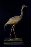 藏品(白枕鶴)的圖片